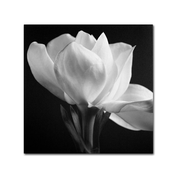 Michael Harrison 'Gardenia' Canvas Art | Overs