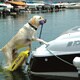 Pawz Pet Doggy Boat Ladder