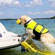 Pawz Pet Doggy Boat Ladder