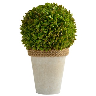Boxwood Plant