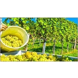 NEC Display 46" LED-Backlit Ultra-Narrow Professional-Grade Large-Scr