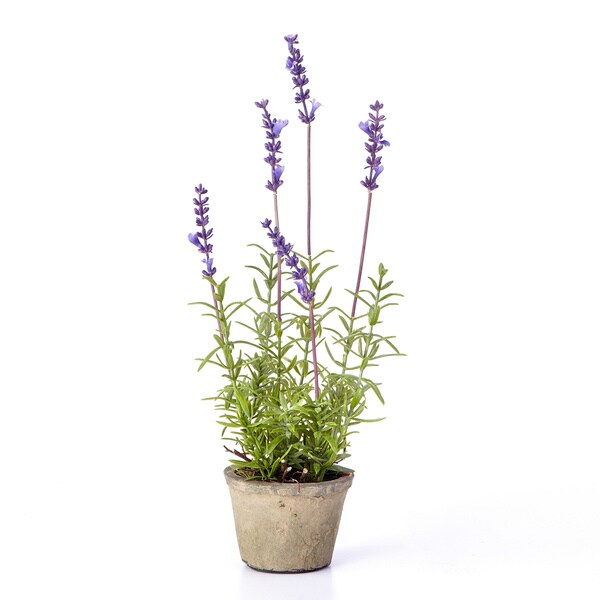 13-inch Lavender Plant In Terracotta Pot (Pack of 12)