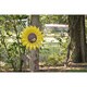 Sunflower Bird Feeder
