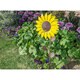 Sunflower Bird Feeder