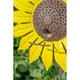 Sunflower Bird Feeder