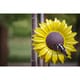 Sunflower Bird Feeder