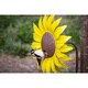 Sunflower Bird Feeder