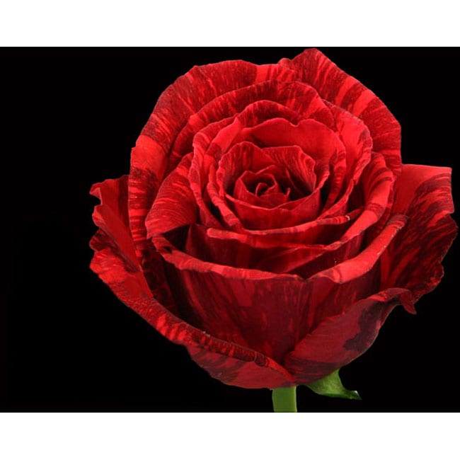Red roses deals