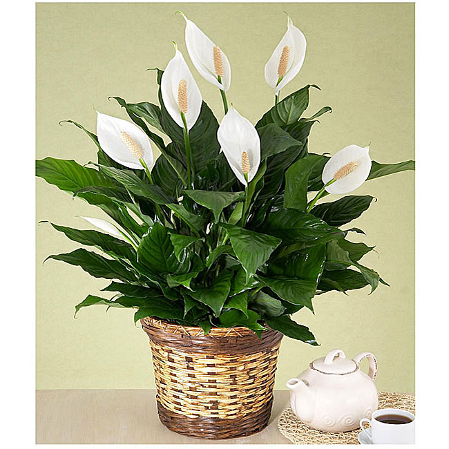 Premium Sympathy Peace Lily 12370405 Overstock Shopping Great