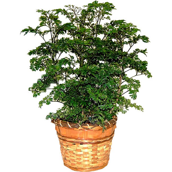 Parsley Aralia Plant 12931732 Shopping Great Deals
