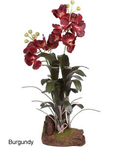Large Silk Vanda Orchid Plant with Root Base