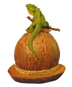 Coconut Piggy Bank with Iguana