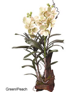 Large Silk Vanda Orchid Plant with Root Base