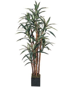 5-foot Yucca Silk Tree