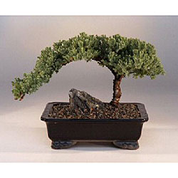 Large Juniper Bonsai Tree