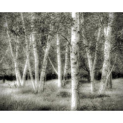 Richard Roffman 'Birch Forest' Canvas Art