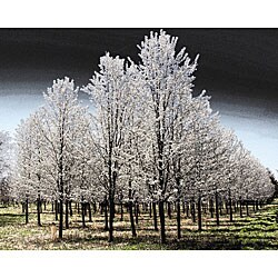 Richard Roffman 'Pear Trees' Canvas Art