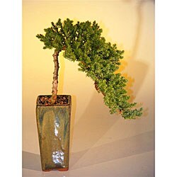 Juniper Cascade Bonsai Tree