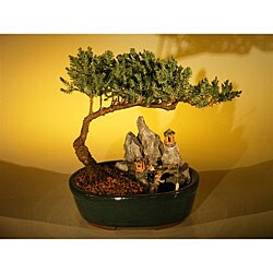 Juniper Stone Landscaped Bonsai Tree