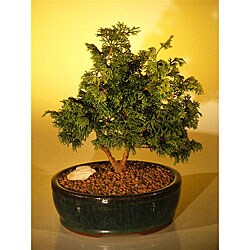 Hinoki Cypress 10-inch Bonsai Tree