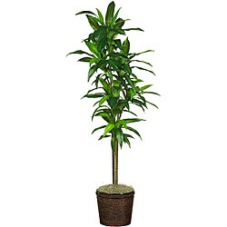Dracaena 70-inch 'Real Touch' Silk Plant 