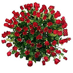 100 Stems Fresh-cut Red Roses (50 cm Stems)
