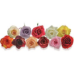125 Stems Premium Assorted Color Roses (40 cm Stems)