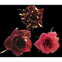 Magic Roses (125 Stems)