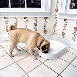 Pet 5-meal Feeder