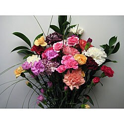 Simply Carnation and Miniature Carnation Bouquet