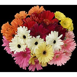 Assorted Gerbera Daisies (40 Stems)