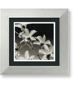 Steven N. Meyers 'Orchid Denrobium' Framed Art Print