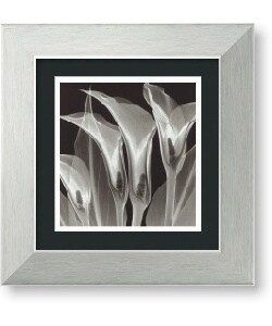 Steven N. Meyers 'Four Callas #3' Framed Art Print