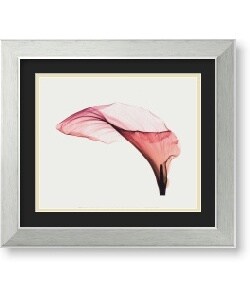 Steven N. Meyers 'Giant Calla' Framed Art Print