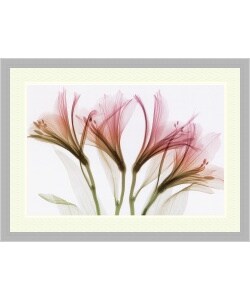 Steven N. Meyers 'Alstromeria' Framed Art Print