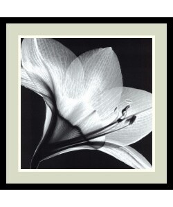 Steven N. Meyers 'Amaryllis 1' Framed Art Print