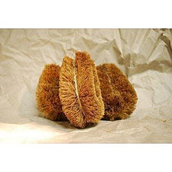 Coir Fiber 4-inch Vegetable Brush (Pack of 6)