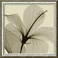 Steven N. Meyers 'Hibiscus' Framed Canvas Art
