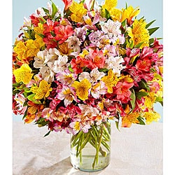 Bouquet of Peruvian Lilies (200 Blooms)
