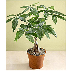 (Valentine's Day Pre-order) Braided Money Tree