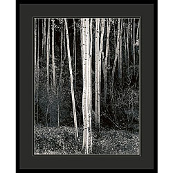Ansel Adams 'Aspens' Framed Art Print