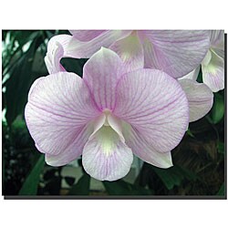 David 'Tropical Orchid' Gallery-wrapped Canvas Art
