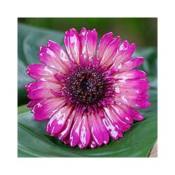 Silver 'Blossom into Fuchsia' Natural Gerbera Brooch (Thailand)