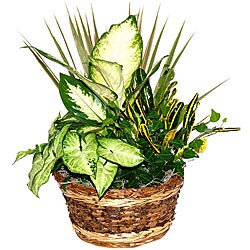 Espresso Plant Gift Basket