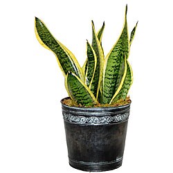 Sansevieria Superva Potted Plant