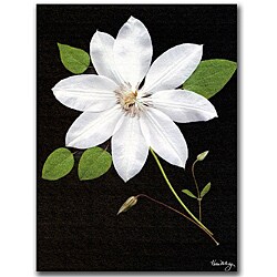 Kathie McCurdy 'Star' Gallery-wrapped Canvas Art