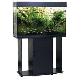 North Star Collection Bow Front 58 Gallon Aquarium and Stand