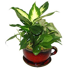Tropical Plants in Ceramic Mug