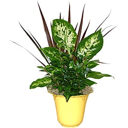 Tropical Plants In Yellow Ceramic Planter