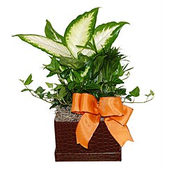 Tropical Plants in Faux Alligator Planter